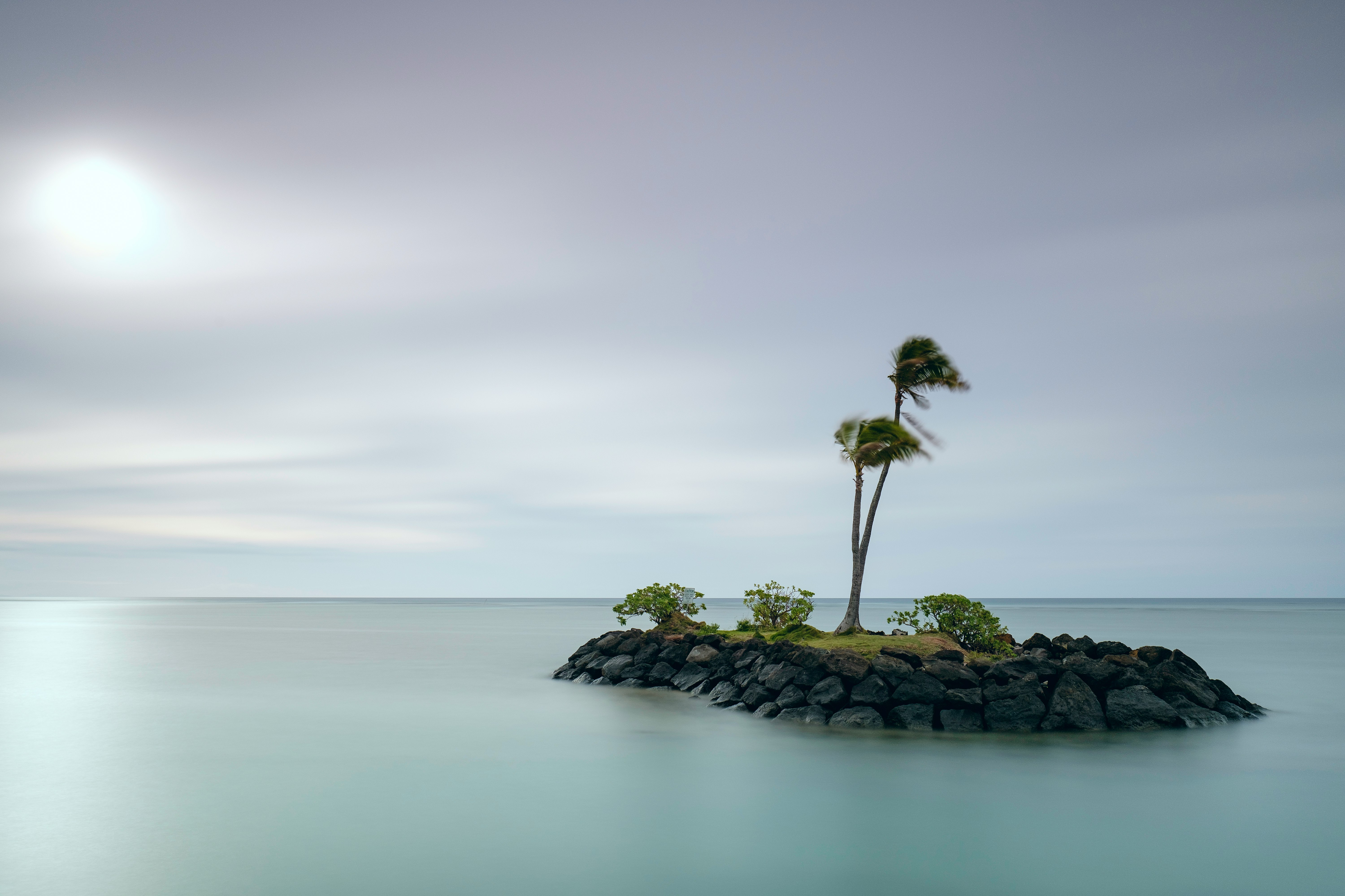 green coconut tree on island at daytime